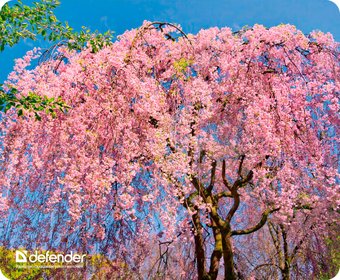 Коврик для мыши Defender Silk Pad Nature